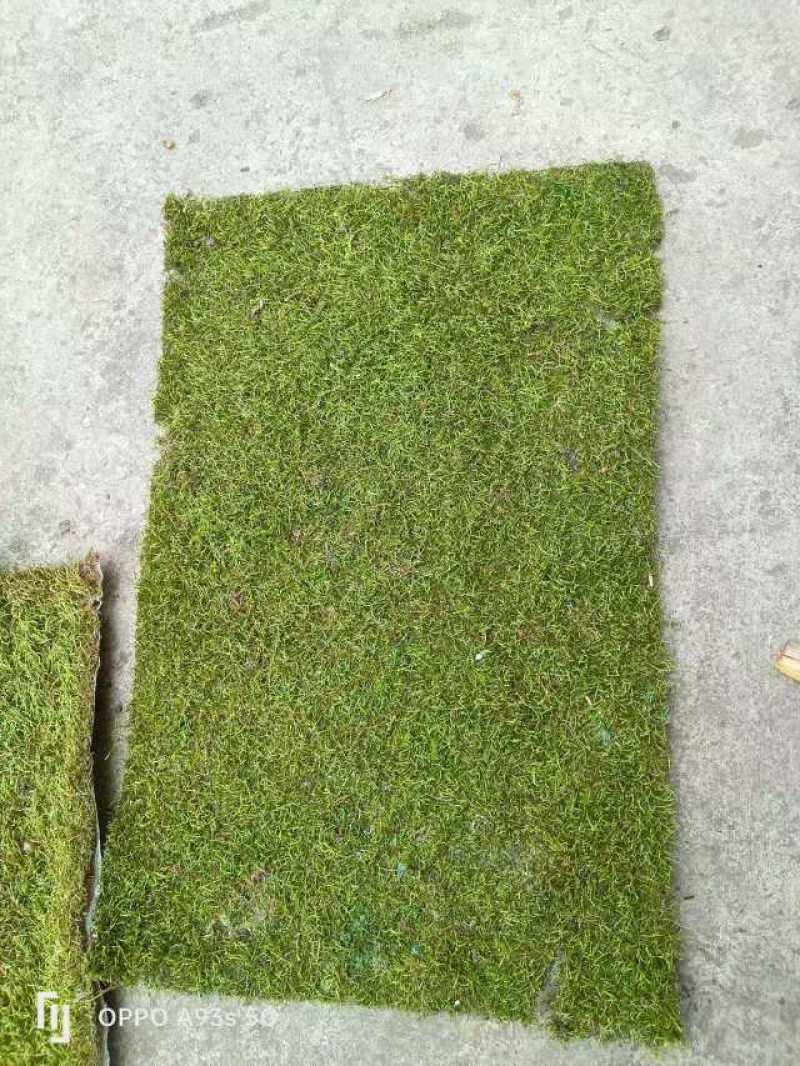 人工种植小灰灰苔藓需要什么尺寸都可以可以裁剪
