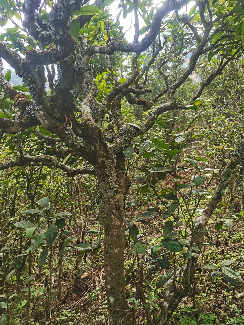 喜欢高货的老板看过来，价格有点贵，品质有点好！