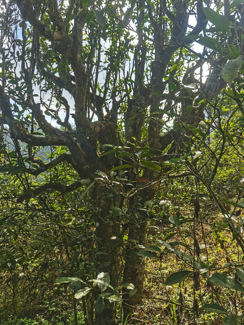 喜欢高货的老板看过来，价格有点贵，品质有点好！