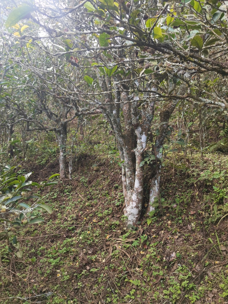 喜欢高货的老板看过来，价格有点贵，品质有点好！