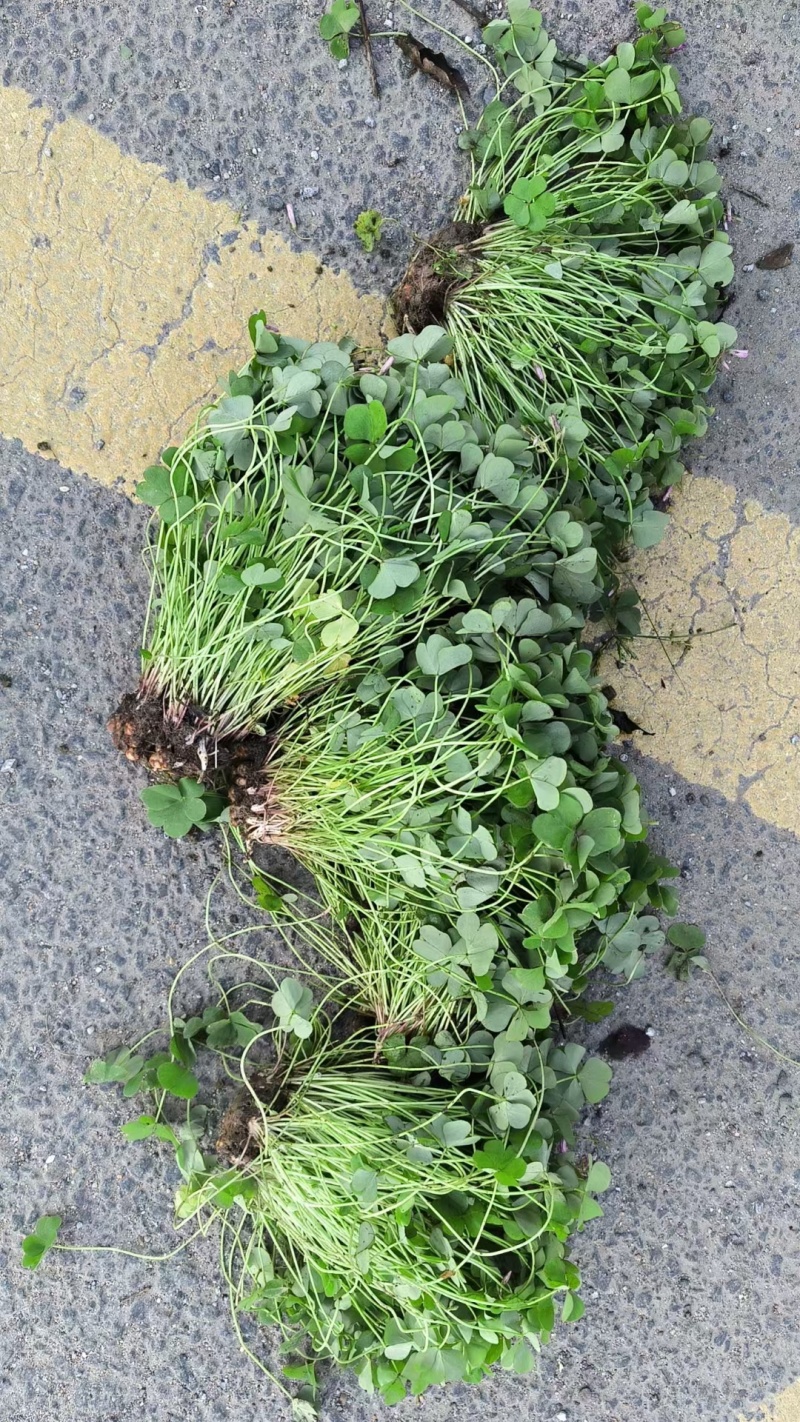 红花醡浆草
