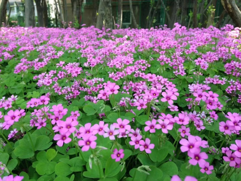红花醡浆草