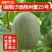 （哈密瓜）西州蜜25/海南哈密瓜/晓蜜25号/产地代办