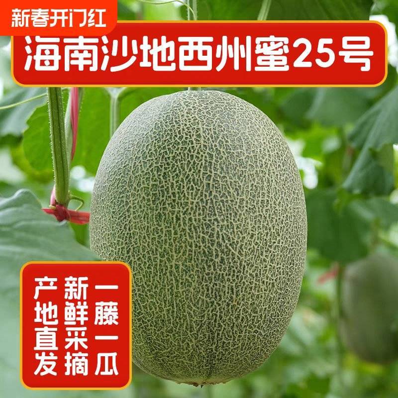 （哈密瓜）西州蜜25/海南哈密瓜/晓蜜25号/产地代办
