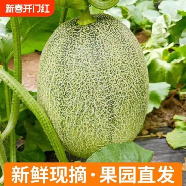 晓蜜25/海南哈密瓜/西州蜜25号/产地批发/接电商单