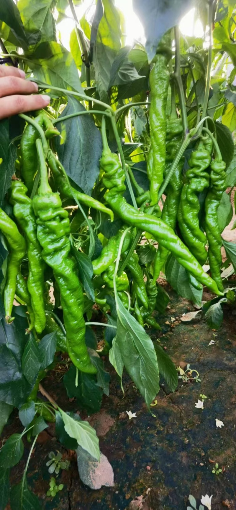 螺丝椒苗，螺丝陇椒苗，包运费，品种纯正成免费技术