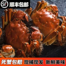洪泽湖精品大闸蟹，一手货源货量充足，视频看货质量保证
