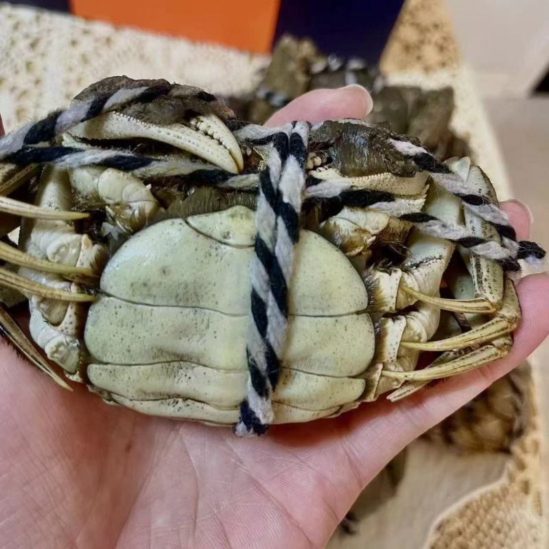 洪泽湖精品大闸蟹，一手货源货量充足，视频看货质量保证