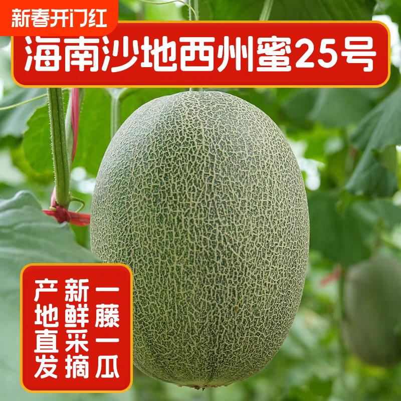 晓蜜25/海南哈密瓜/西州蜜25号/产地批发/接电商单