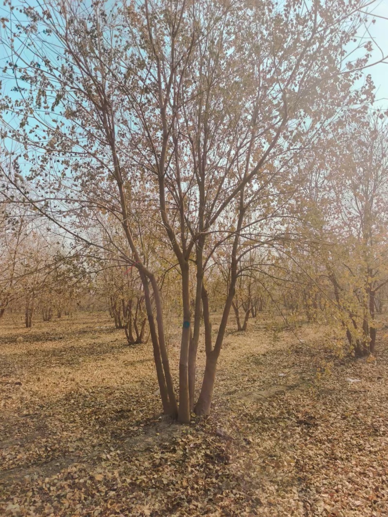 丛生乌桕