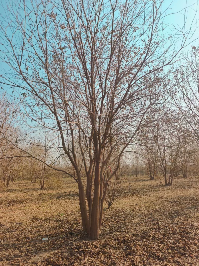 丛生乌桕