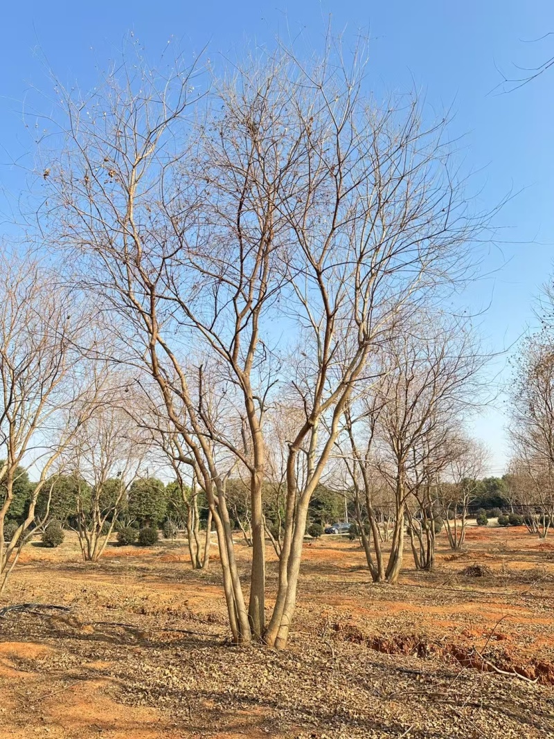 丛生乌桕