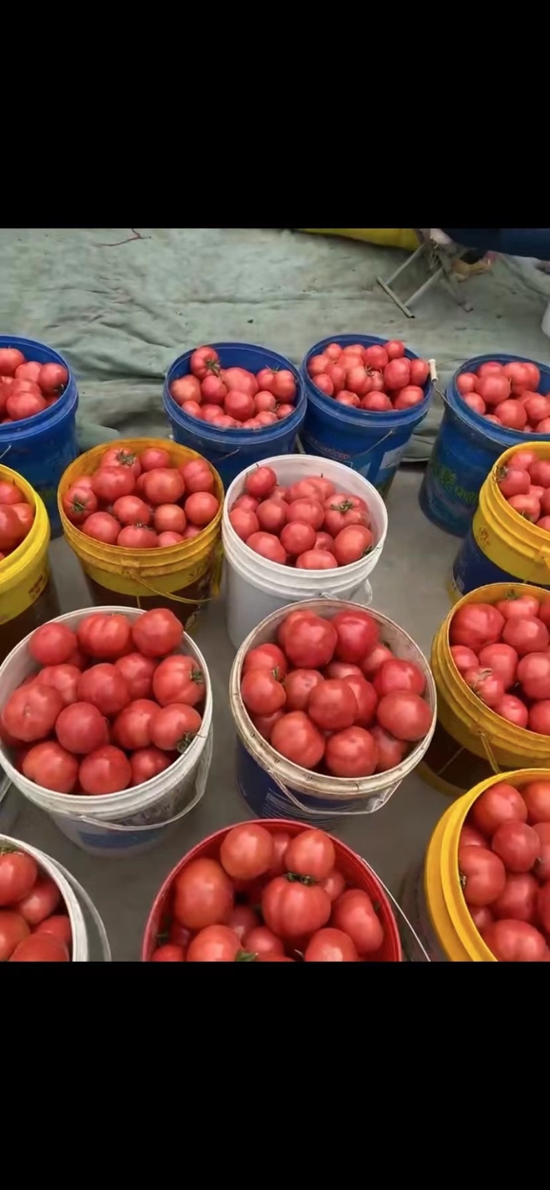 陕西咸阳市三原县精品普罗旺斯西红柿上市了
