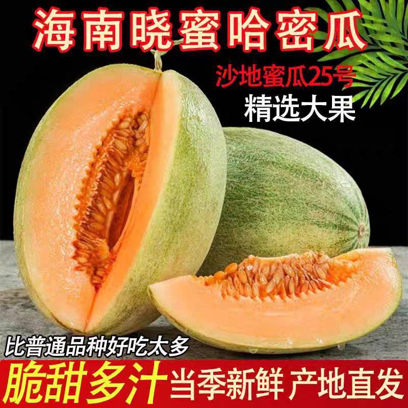 （哈密瓜）哈密瓜25/海南哈密瓜/晓蜜25号/产地批发
