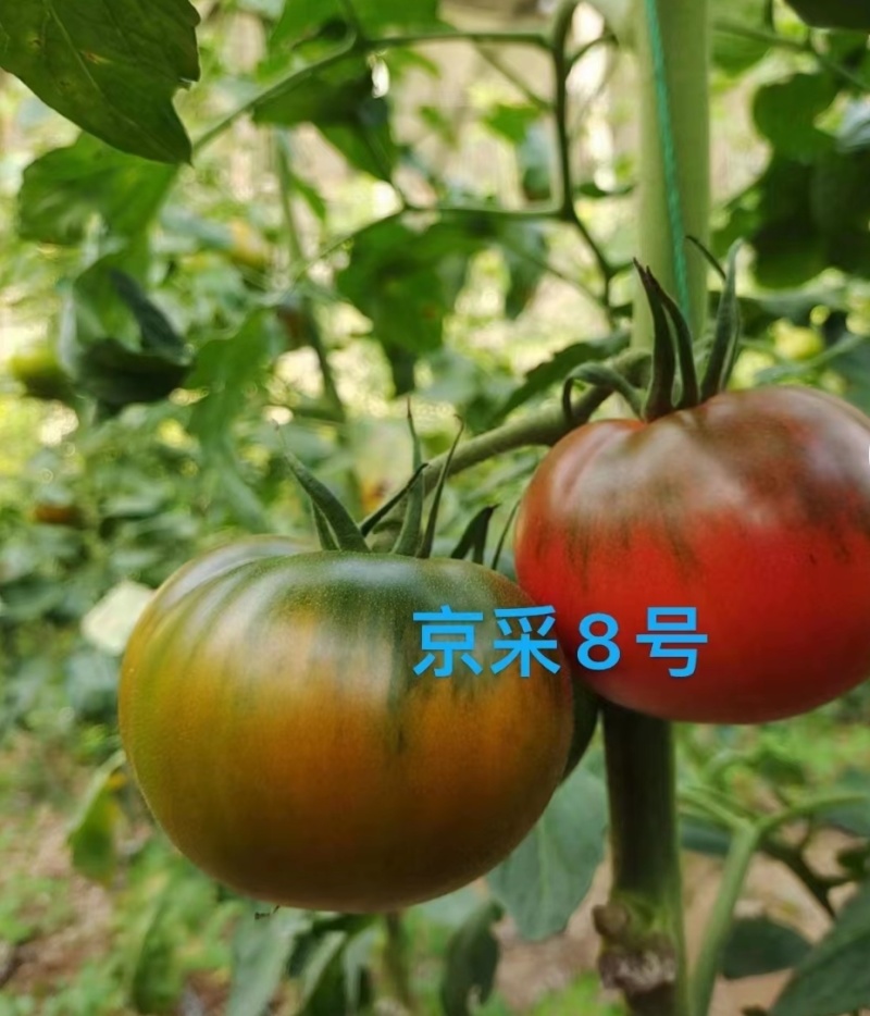 京采8号草莓西红柿苗，青肩浓糖度高口感佳，抗病毒有苗子