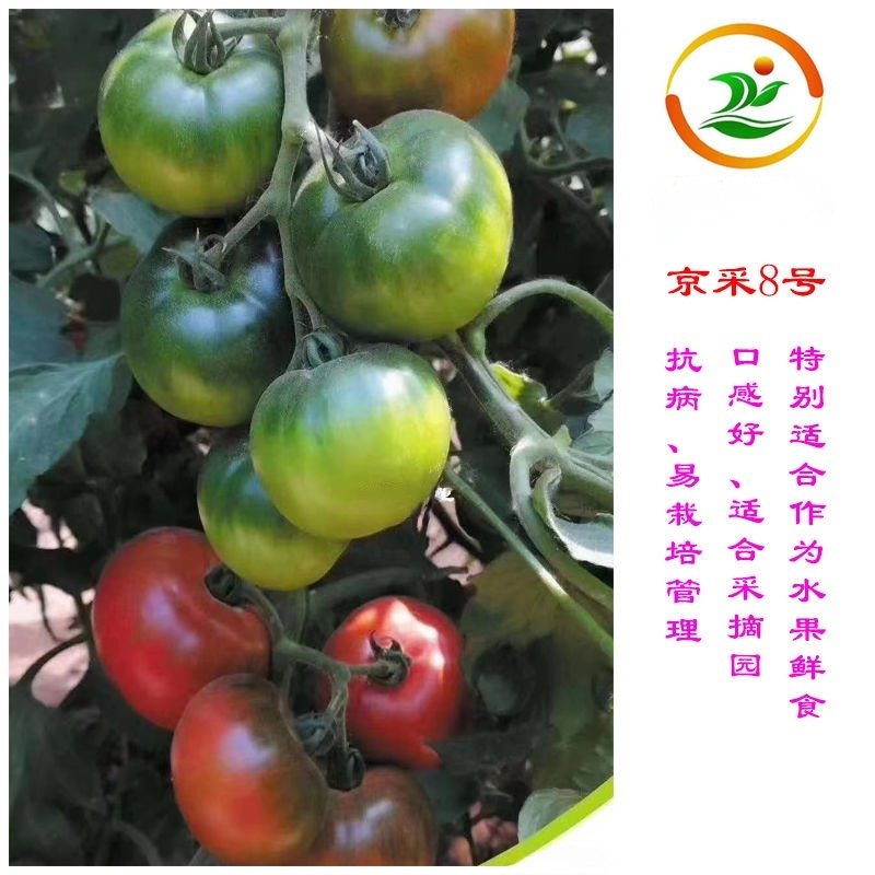 京采8号草莓西红柿苗，青肩浓糖度高口感佳，抗病毒有苗子