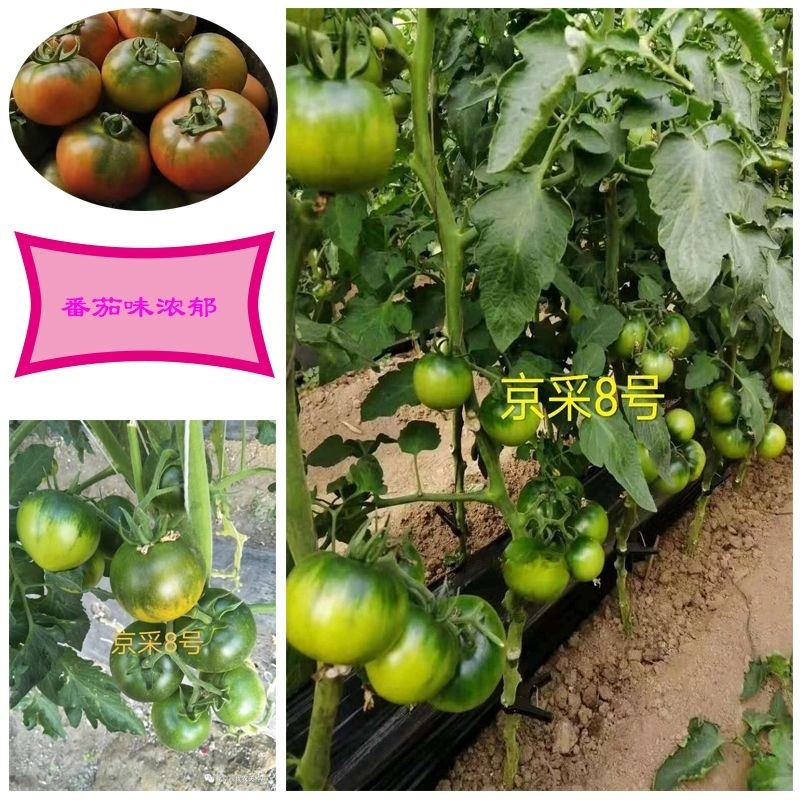 京采8号草莓西红柿苗，青肩浓糖度高口感佳，抗病毒有苗子