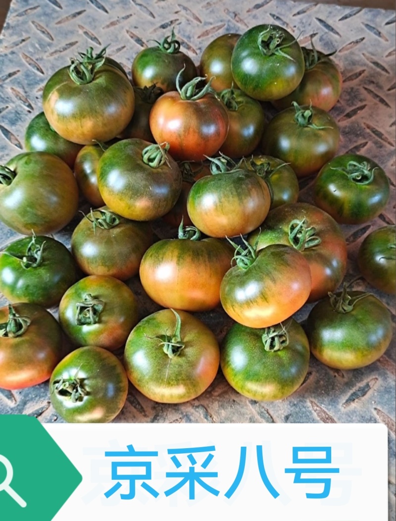 京采8号草莓西红柿苗，青肩浓糖度高口感佳，抗病毒有苗子