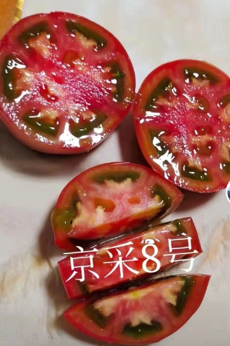 京采8号草莓西红柿苗，青肩浓糖度高口感佳，抗病毒有苗子