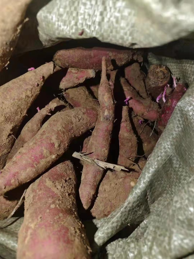 各种红薯原种脱毒红薯种薯如西瓜红烟薯板栗薯商薯