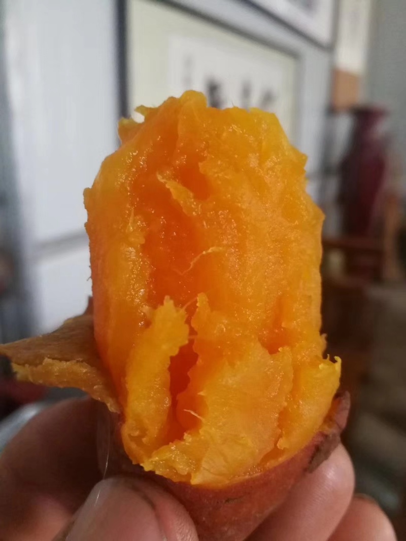 各种红薯原种脱毒红薯种薯如西瓜红烟薯板栗薯商薯