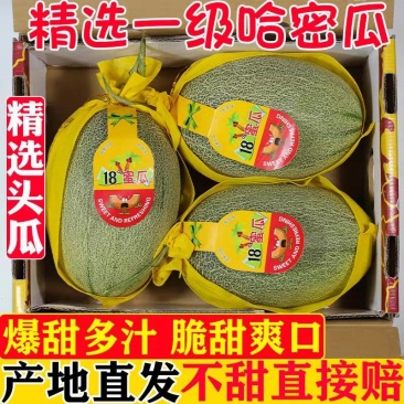 西州蜜25/海南哈密瓜/大量上市/产地代办/供应电商市场