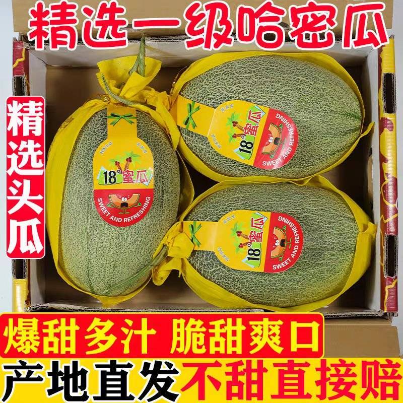 西州蜜25/海南哈密瓜/大量上市/产地代办/供应电商市场
