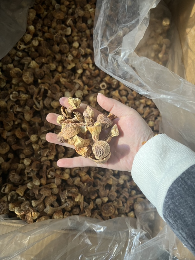 云南姬松茸