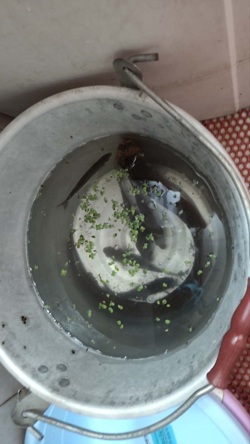 湖北黄鳝