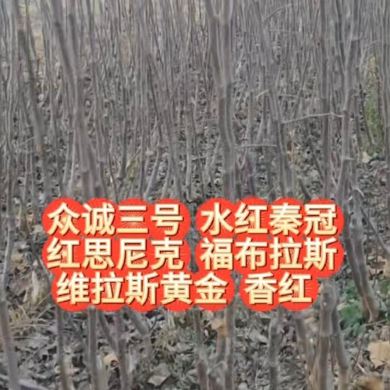 苹果苗