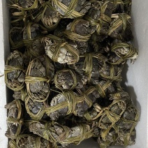 精品大闸蟹一手货源量大从优质量保证