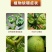 硼肥颗粒促进花芽保花保果底施缓释提高坐果率工厂直供量大从