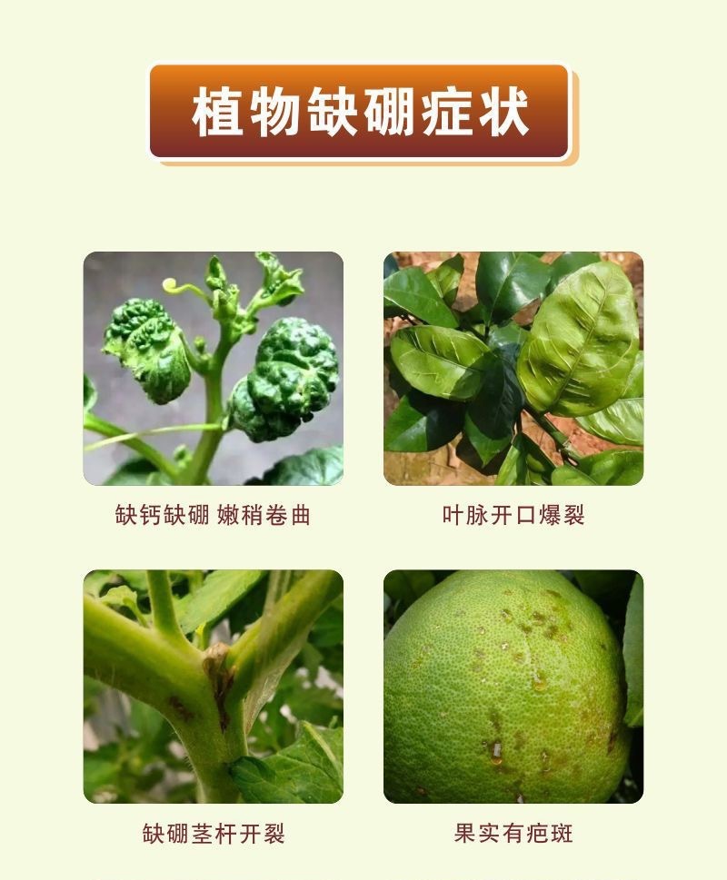硼肥颗粒促进花芽保花保果底施缓释提高坐果率工厂直供量大从