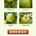 硼肥颗粒促进花芽保花保果底施缓释提高坐果率工厂直供量大从
