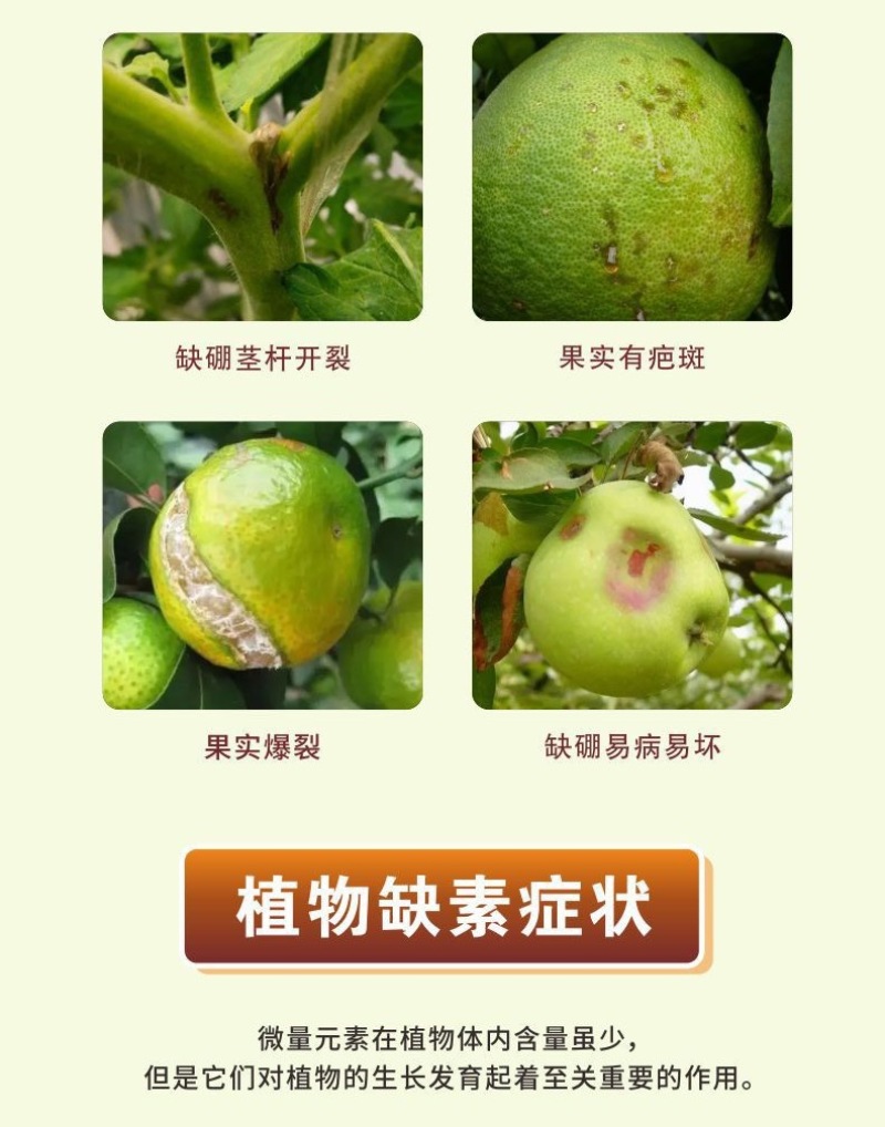 硼肥颗粒促进花芽保花保果底施缓释提高坐果率工厂直供量大从