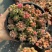赤豆锦多肉植物窗台，阳台办公室内桌面美观趣味小盆栽花卉
