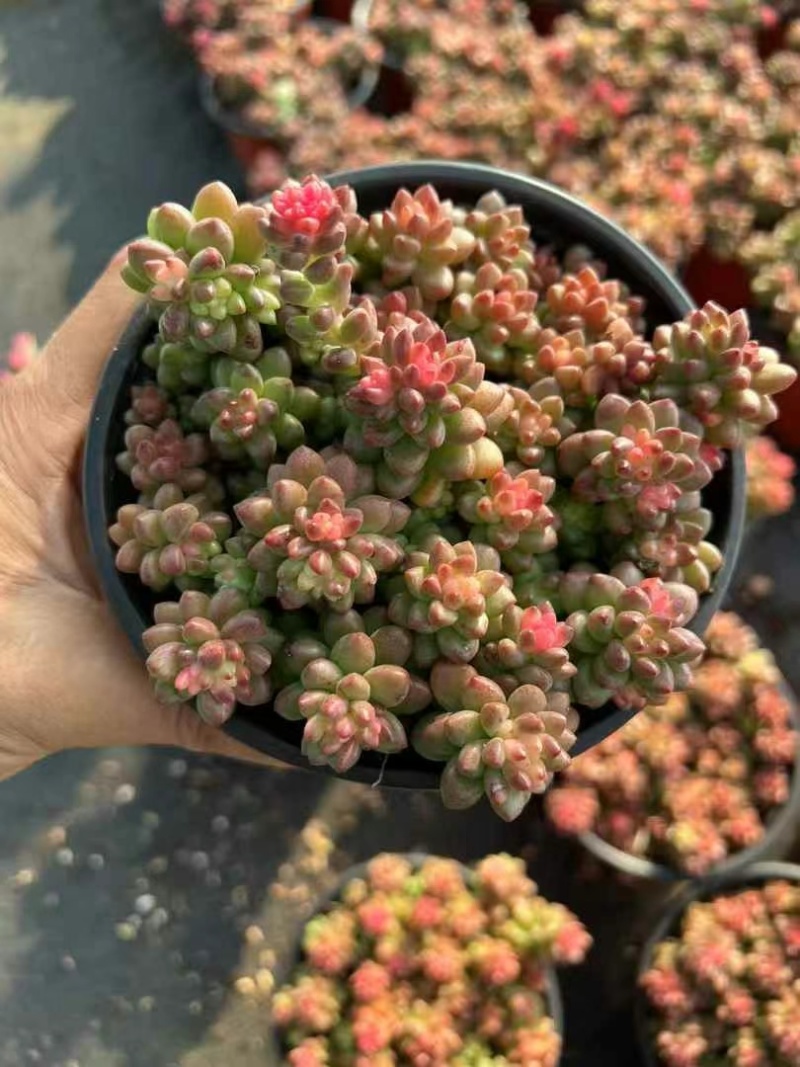 赤豆锦多肉植物窗台，阳台办公室内桌面美观趣味小盆栽花卉