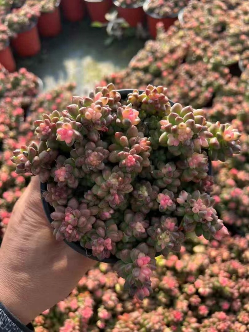 赤豆锦多肉植物窗台，阳台办公室内桌面美观趣味小盆栽花卉