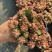 赤豆锦多肉植物窗台，阳台办公室内桌面美观趣味小盆栽花卉
