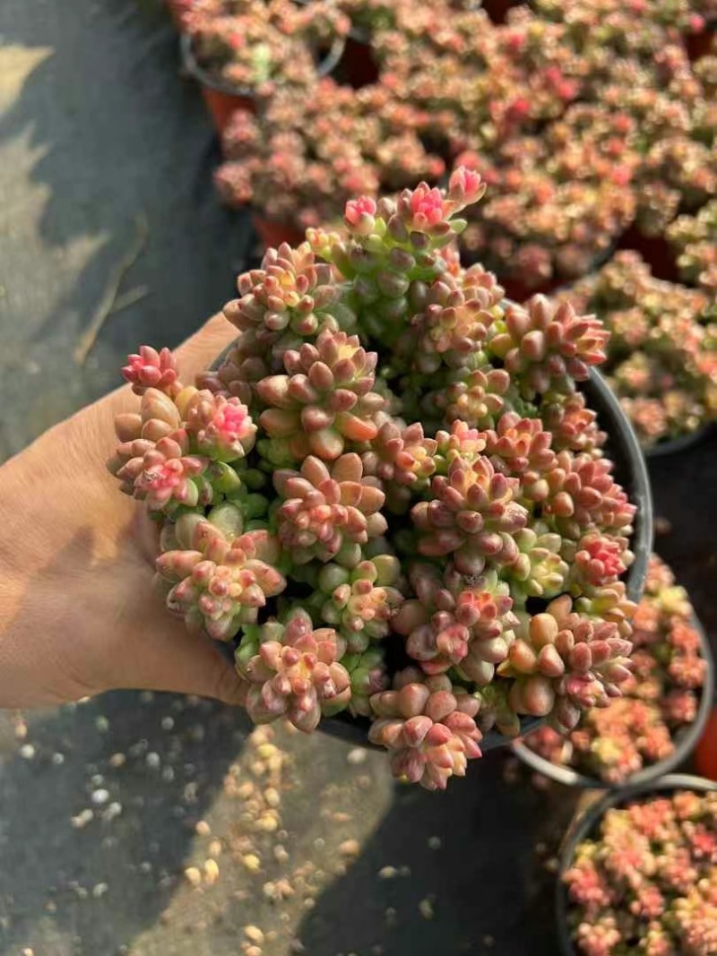 赤豆锦多肉植物窗台，阳台办公室内桌面美观趣味小盆栽花卉