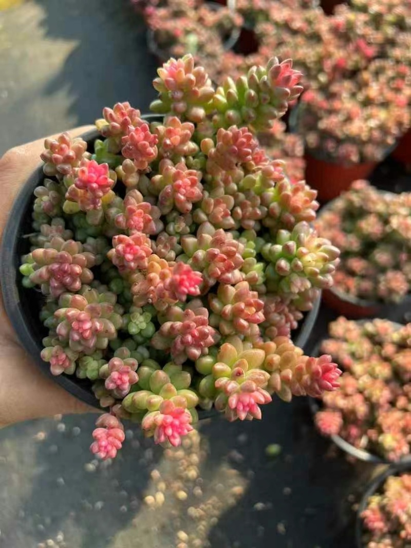 赤豆锦多肉植物窗台，阳台办公室内桌面美观趣味小盆栽花卉
