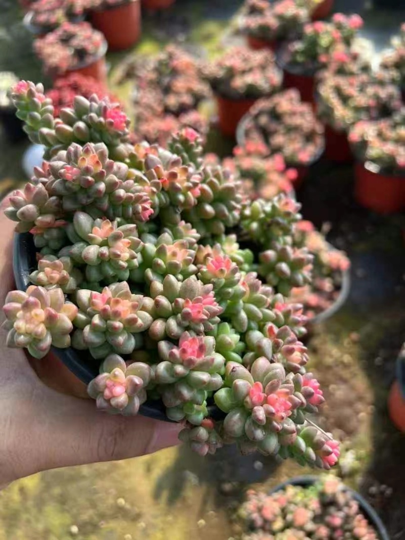 赤豆锦多肉植物窗台，阳台办公室内桌面美观趣味小盆栽花卉
