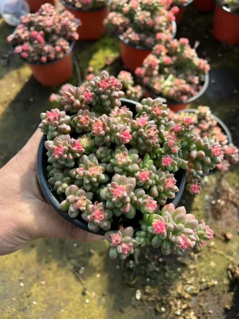 赤豆锦多肉植物窗台，阳台办公室内桌面美观趣味小盆栽花卉