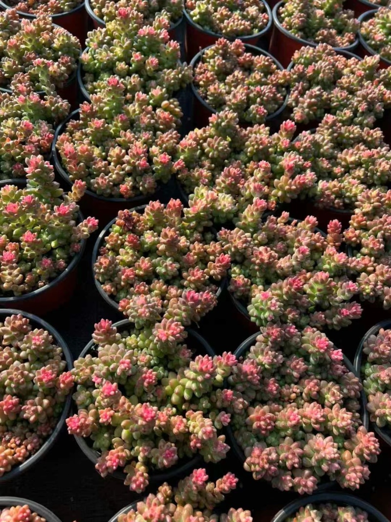 赤豆锦多肉植物窗台，阳台办公室内桌面美观趣味小盆栽花卉