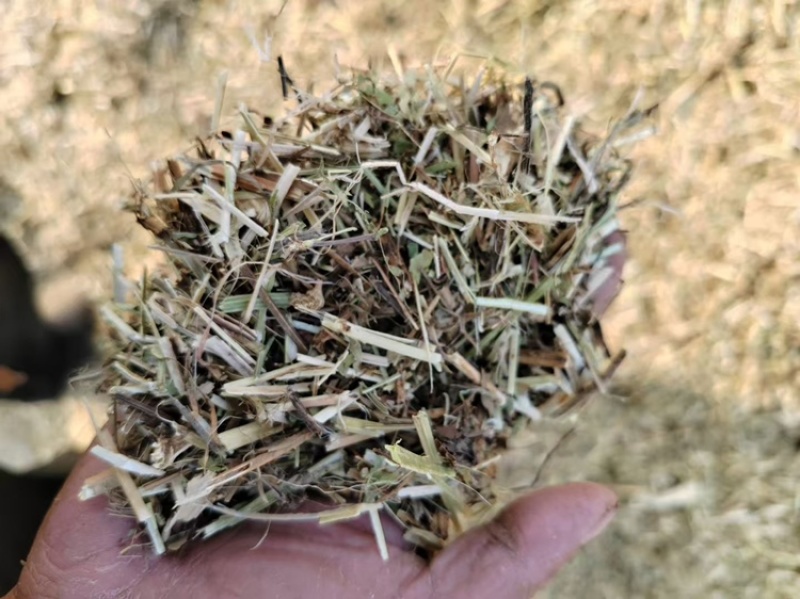 一级花生秧羊草马草