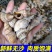 贝贝螺红枣螺鲜活冷冻花螺香螺小海螺酒店商用批发贝类海鲜水