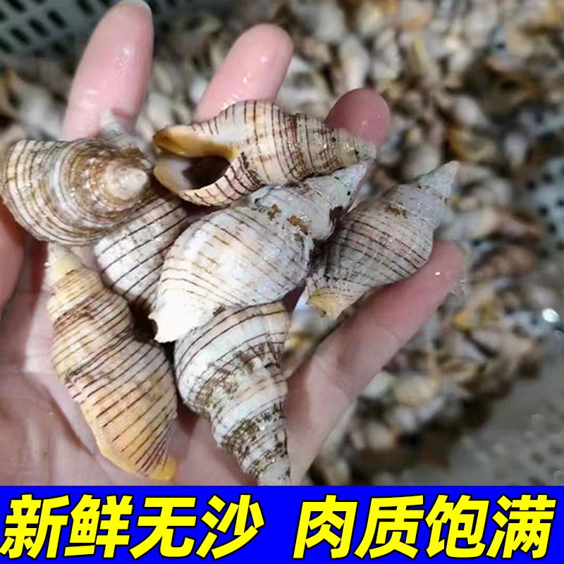 贝贝螺红枣螺鲜活冷冻花螺香螺小海螺酒店商用批发贝类海鲜水