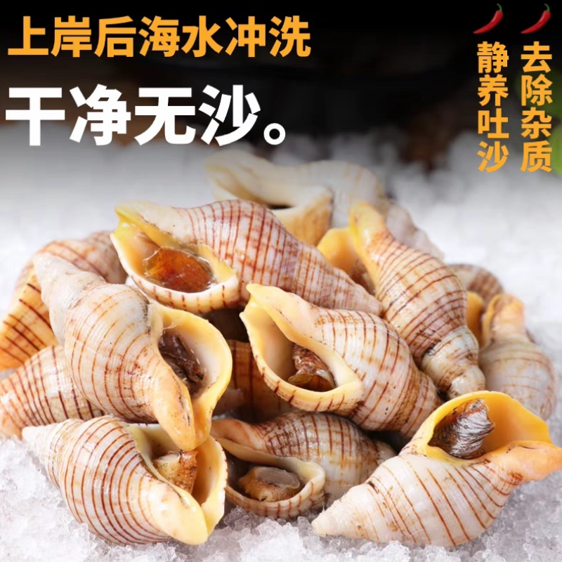 贝贝螺红枣螺鲜活冷冻花螺香螺小海螺酒店商用批发贝类海鲜水