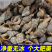 贝贝螺红枣螺鲜活冷冻花螺香螺小海螺酒店商用批发贝类海鲜水