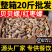 贝贝螺红枣螺鲜活冷冻花螺香螺小海螺酒店商用批发贝类海鲜水
